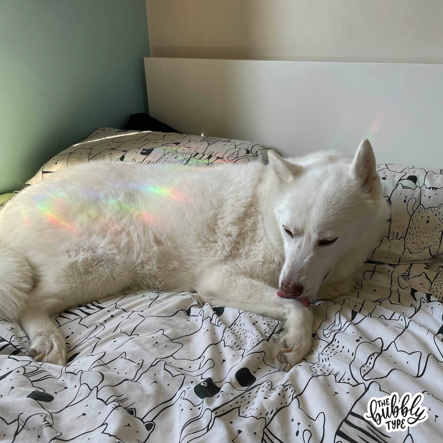 Rainbow Making Sun Catcher Window Stickers, made in Australia. Rainbow lights make great decoration for your house. Perfect gift for kids and adults. White Dog with rainbow light reflections.